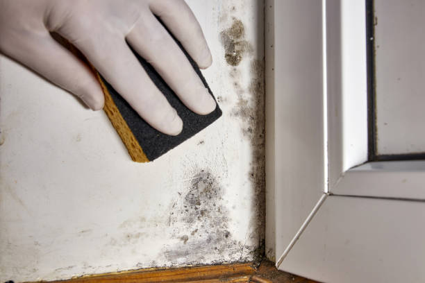 Best Post-Remediation Verification Testing  in Carencro, LA